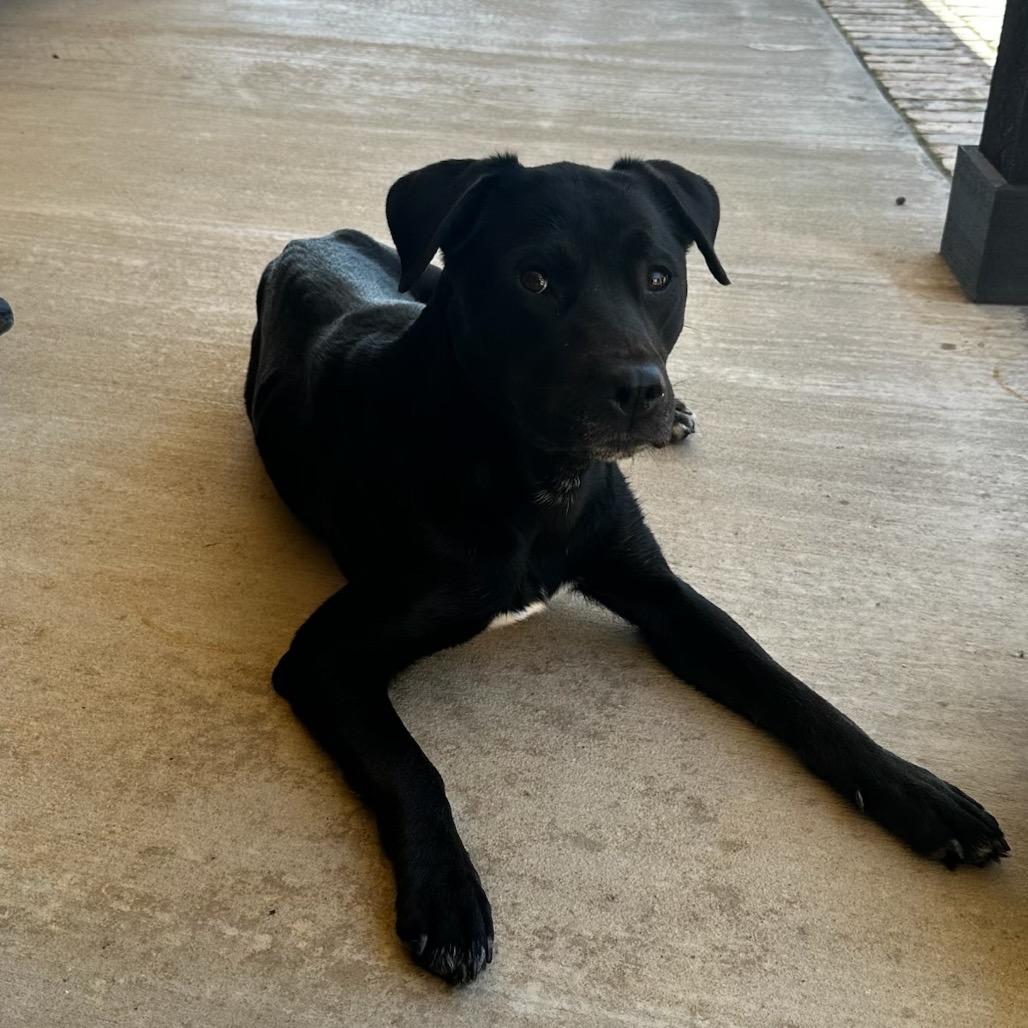 Enlarge Fergie, a Adoptable mixed breed in Wadena, MN image 2/3