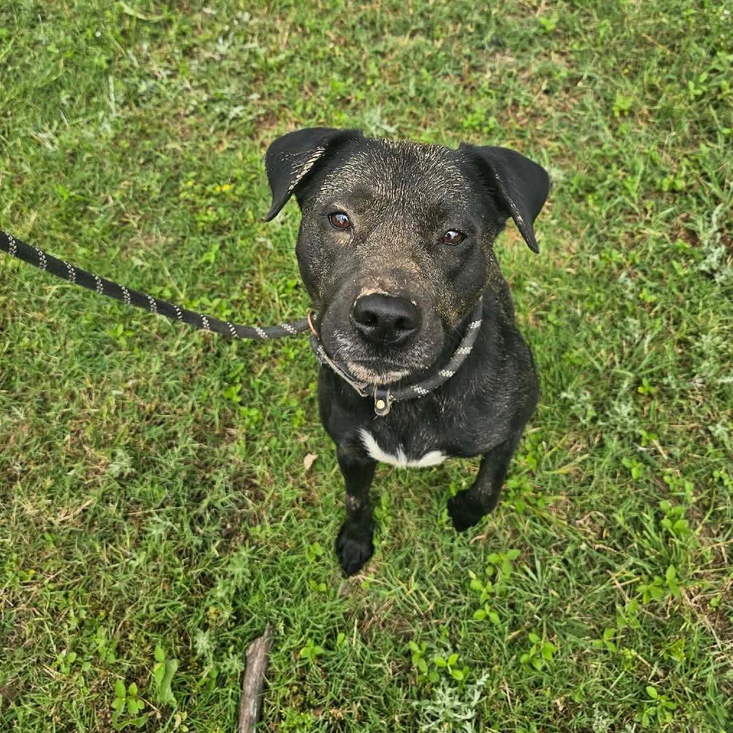 Enlarge Fergie, a Adoptable mixed breed in Wadena, MN image 5/6