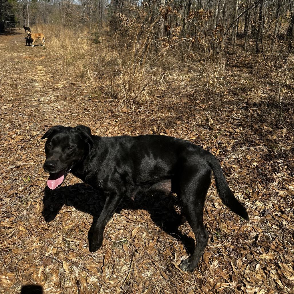 Enlarge Fergie, a Adoptable mixed breed in Wadena, MN image 3/3