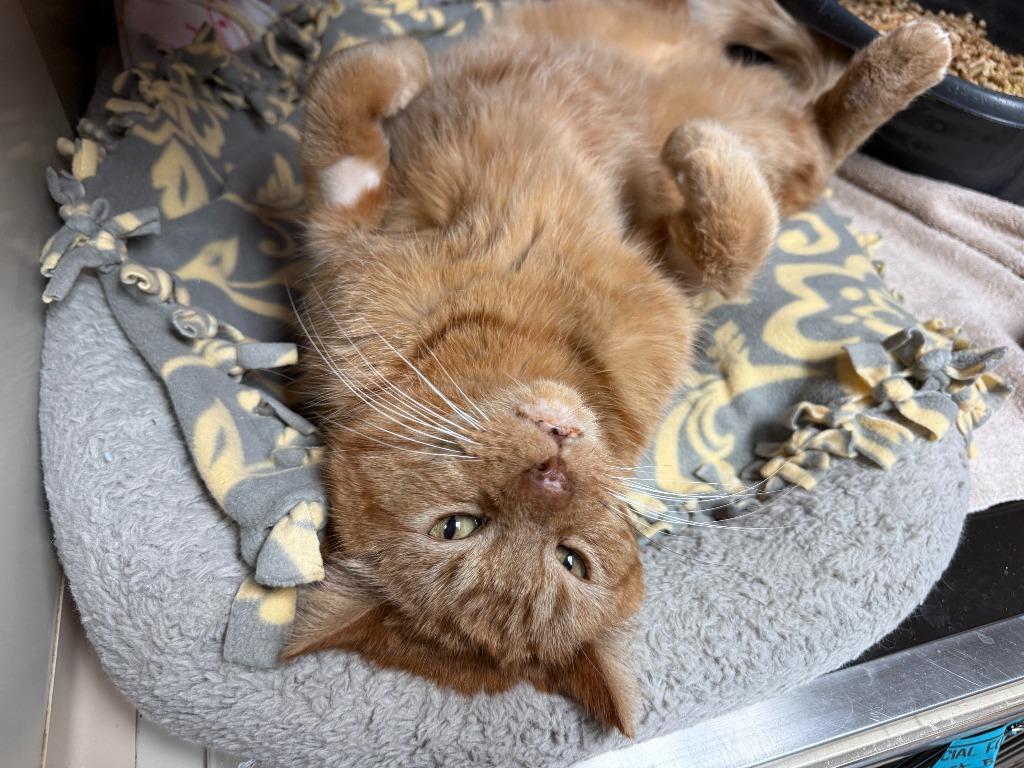 Lenin, Adoptable, Adult Male Domestic Short Hair.