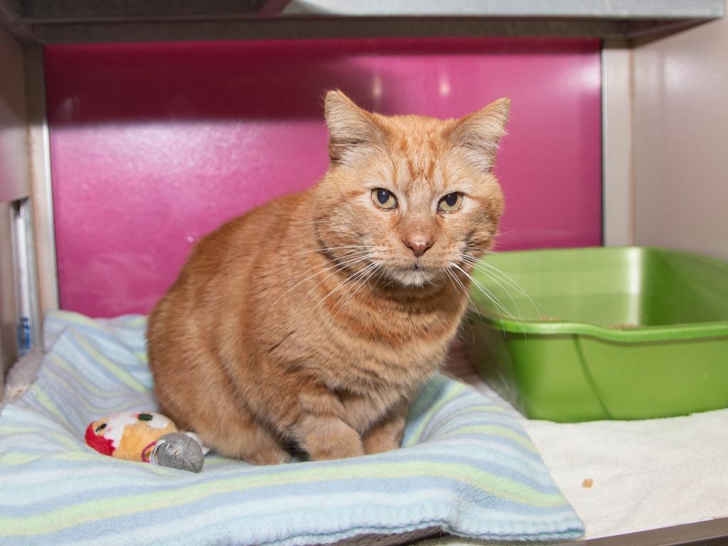 Enlarge Lenin, a Adoptable mixed breed in Lansing, KS image 2/2