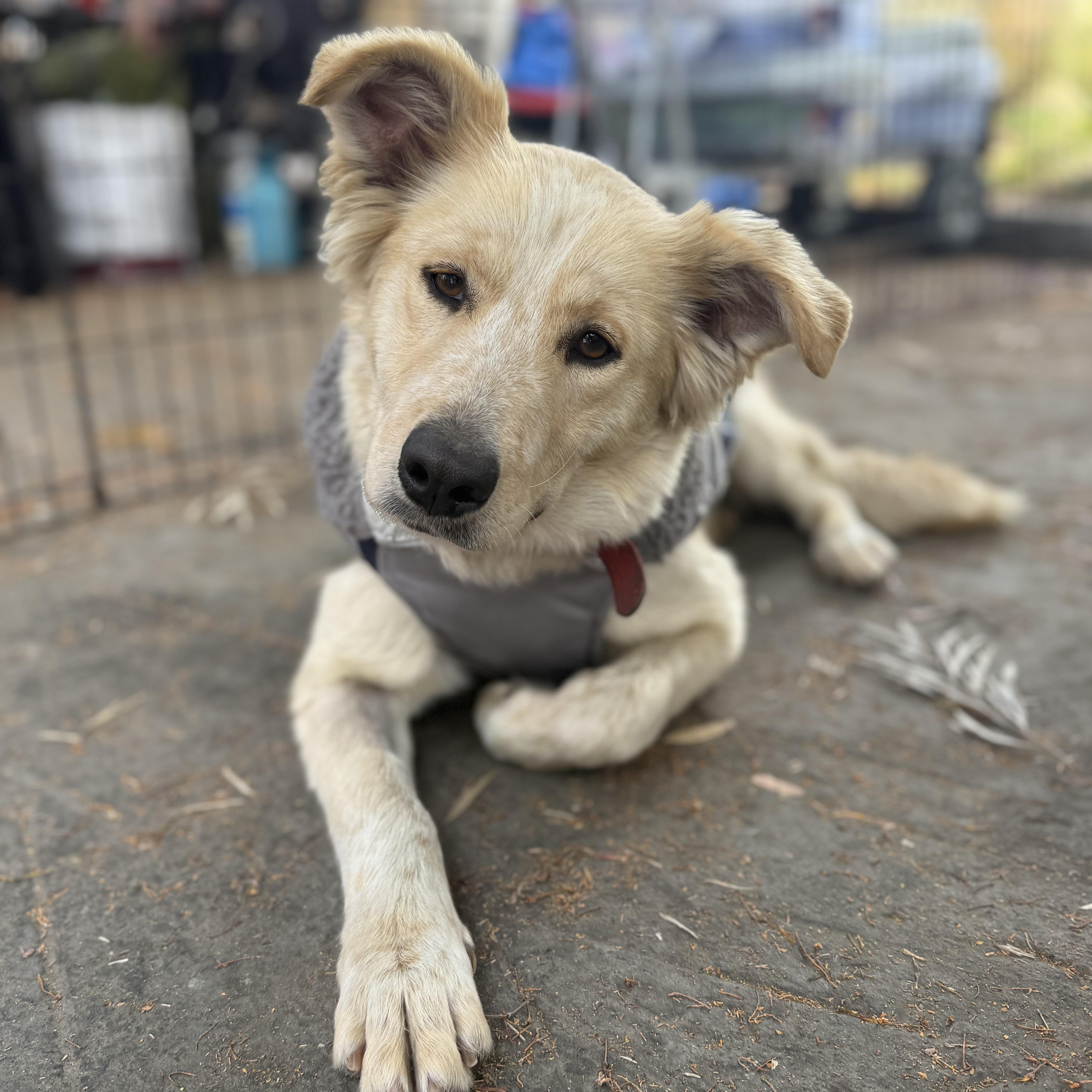 Enlarge Maple, an adopted mixed breed in San Diego, CA image 1/6