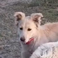 Enlarge Maple, an adopted mixed breed in San Diego, CA image 3/6