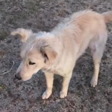 Enlarge Maple, an adopted mixed breed in San Diego, CA image 5/6