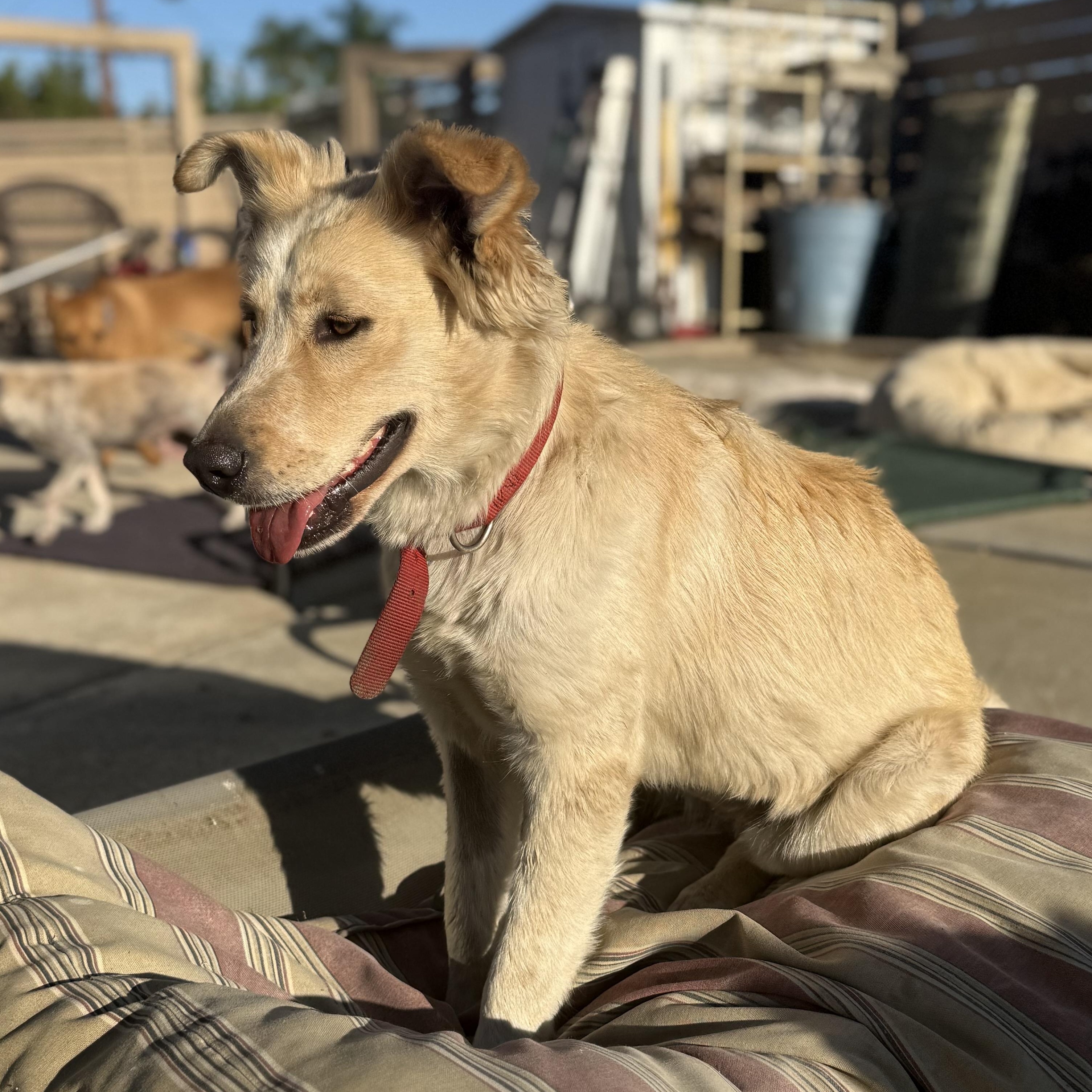 Enlarge Maple, an adopted mixed breed in San Diego, CA image 2/6