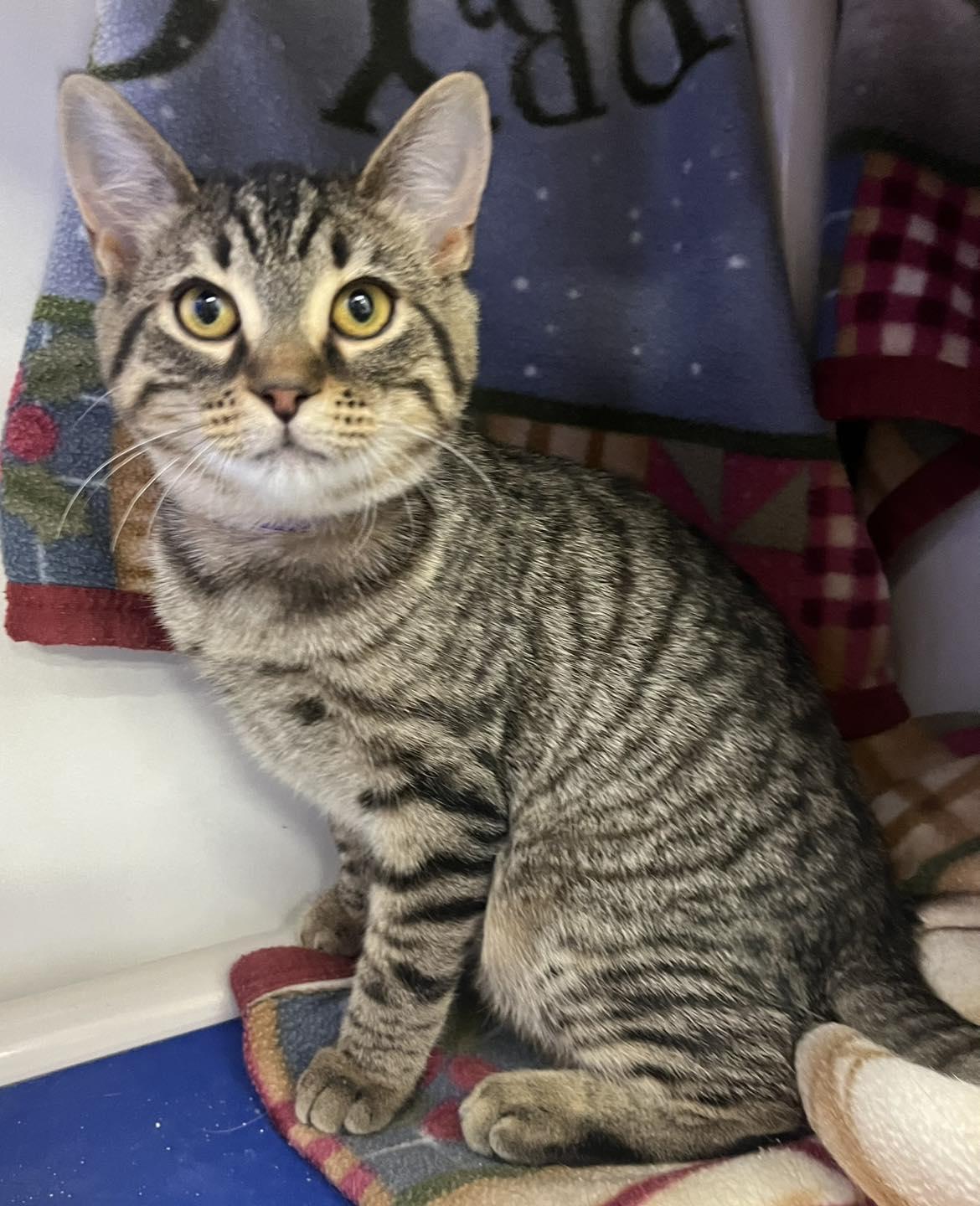 Candice, ADOPTABLE, Young Female Domestic Short Hair.