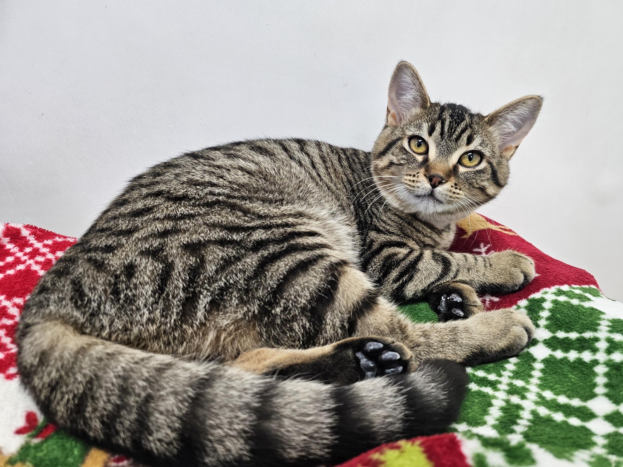 Enlarge Candice, a ADOPTABLE Domestic Short Hair in Dunkirk, NY image 2/2