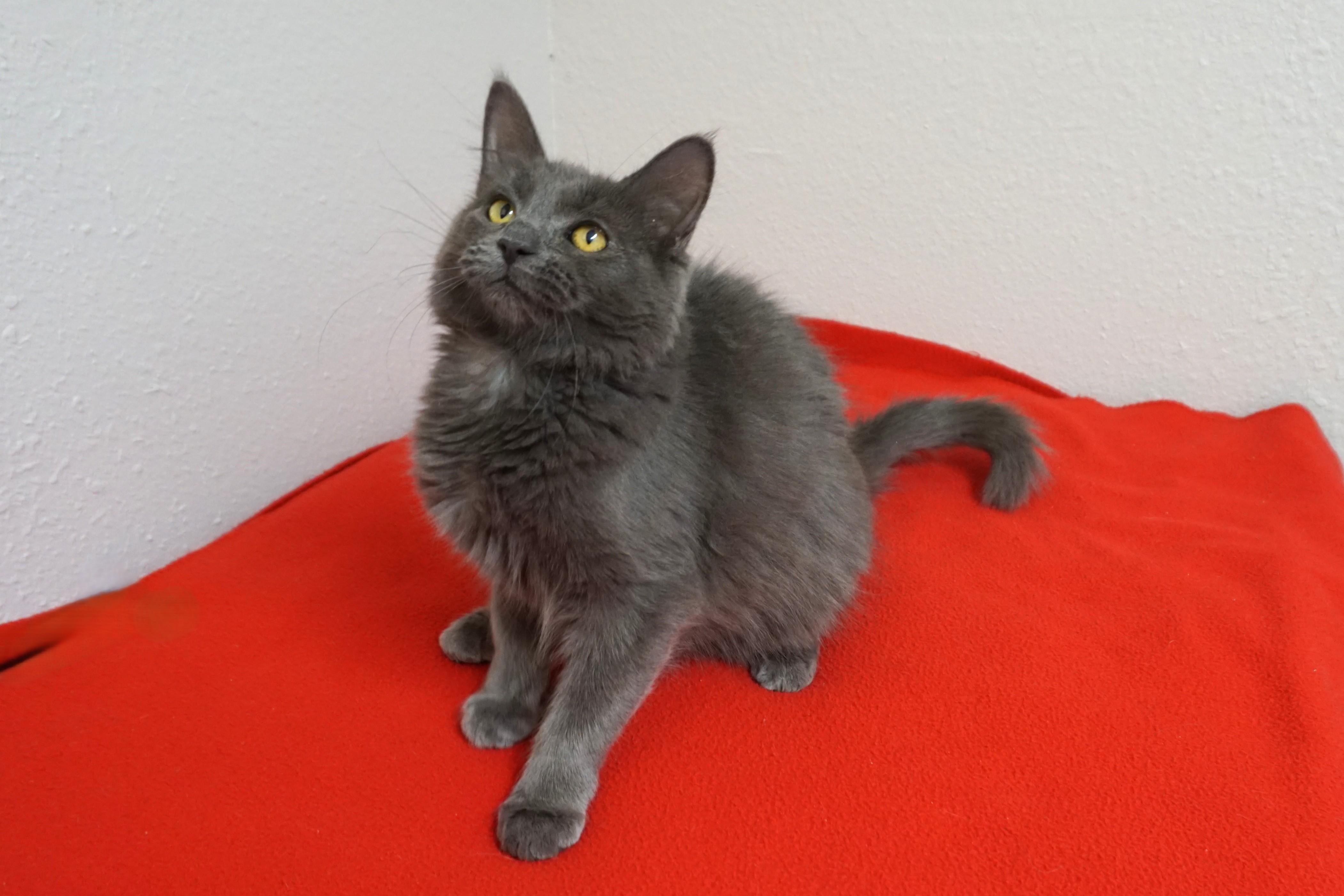 Enlarge Fierie, a ADOPTABLE Domestic Medium Hair in Fountain Hills, AZ image 3/3