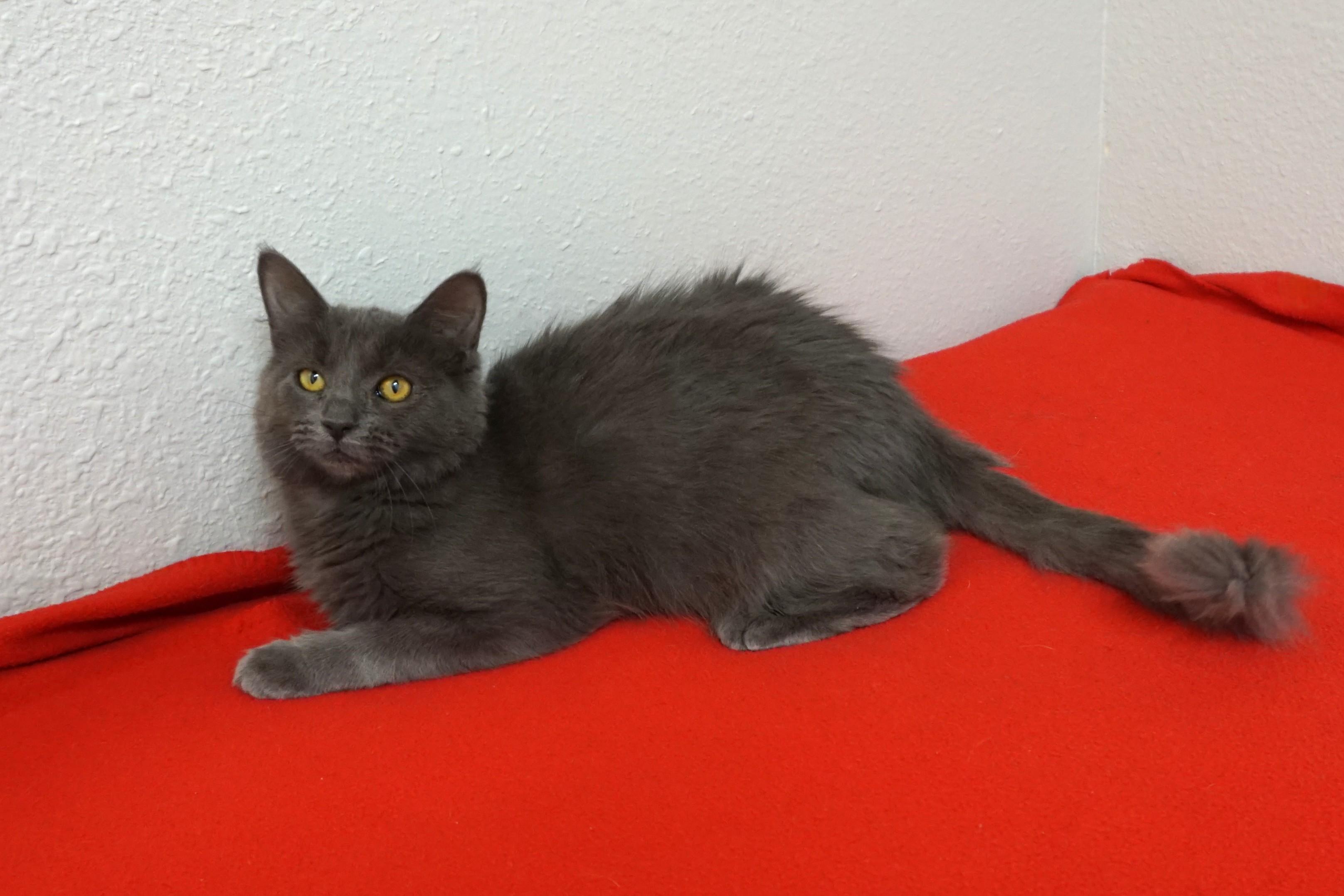 Enlarge Fierie, a ADOPTABLE Domestic Medium Hair in Fountain Hills, AZ image 2/3