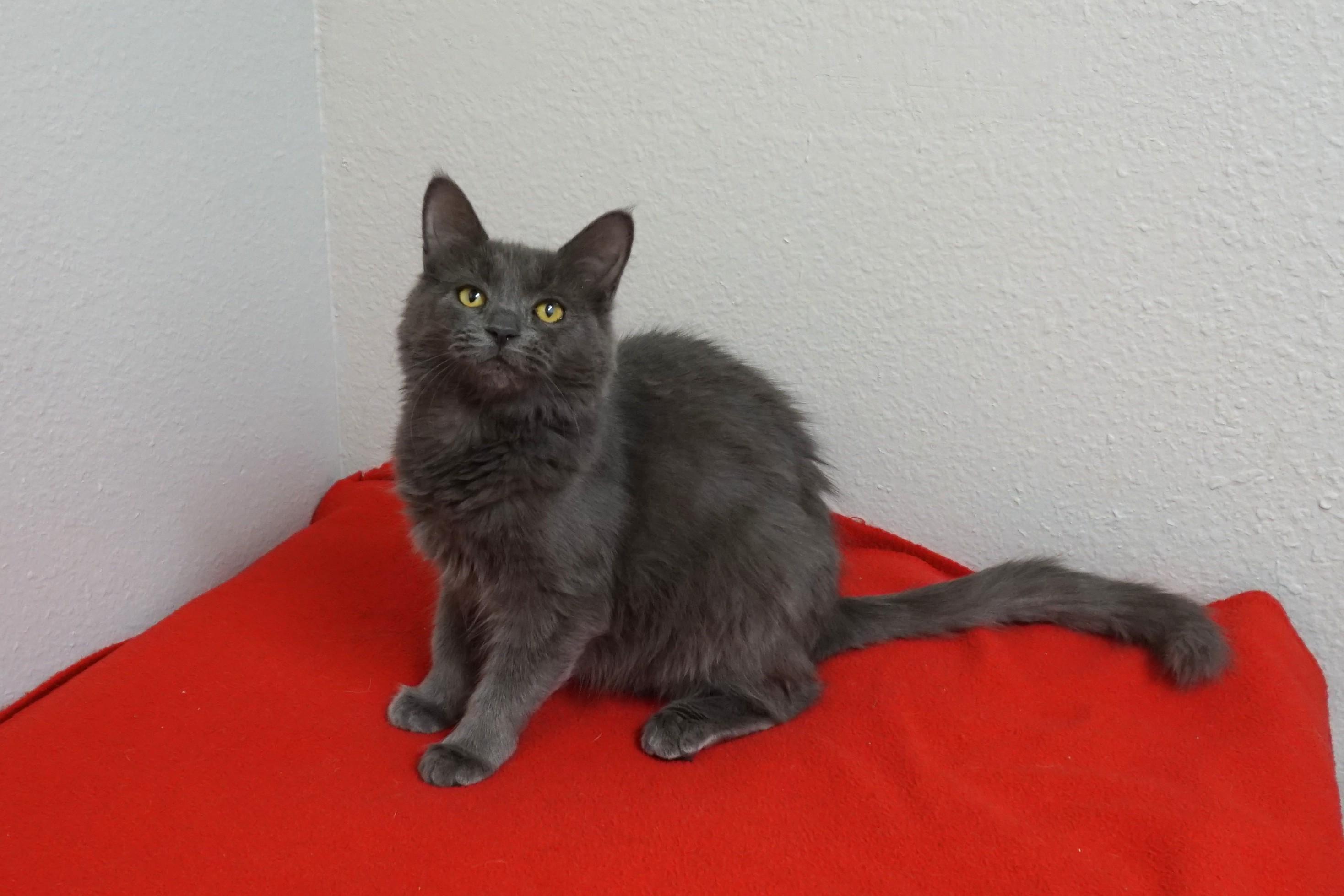 Fierie, ADOPTABLE, Young Female Domestic Medium Hair.
