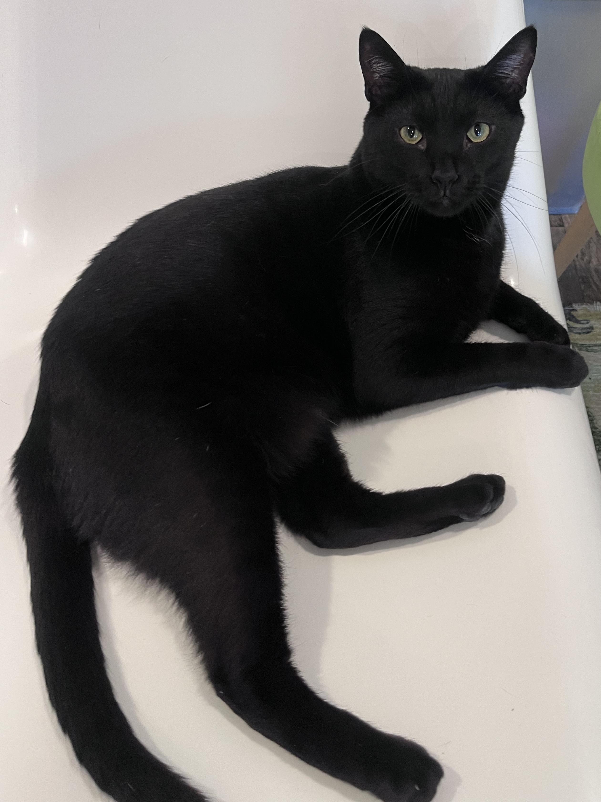 Ronno, Adoptable, Young Male Domestic Short Hair.