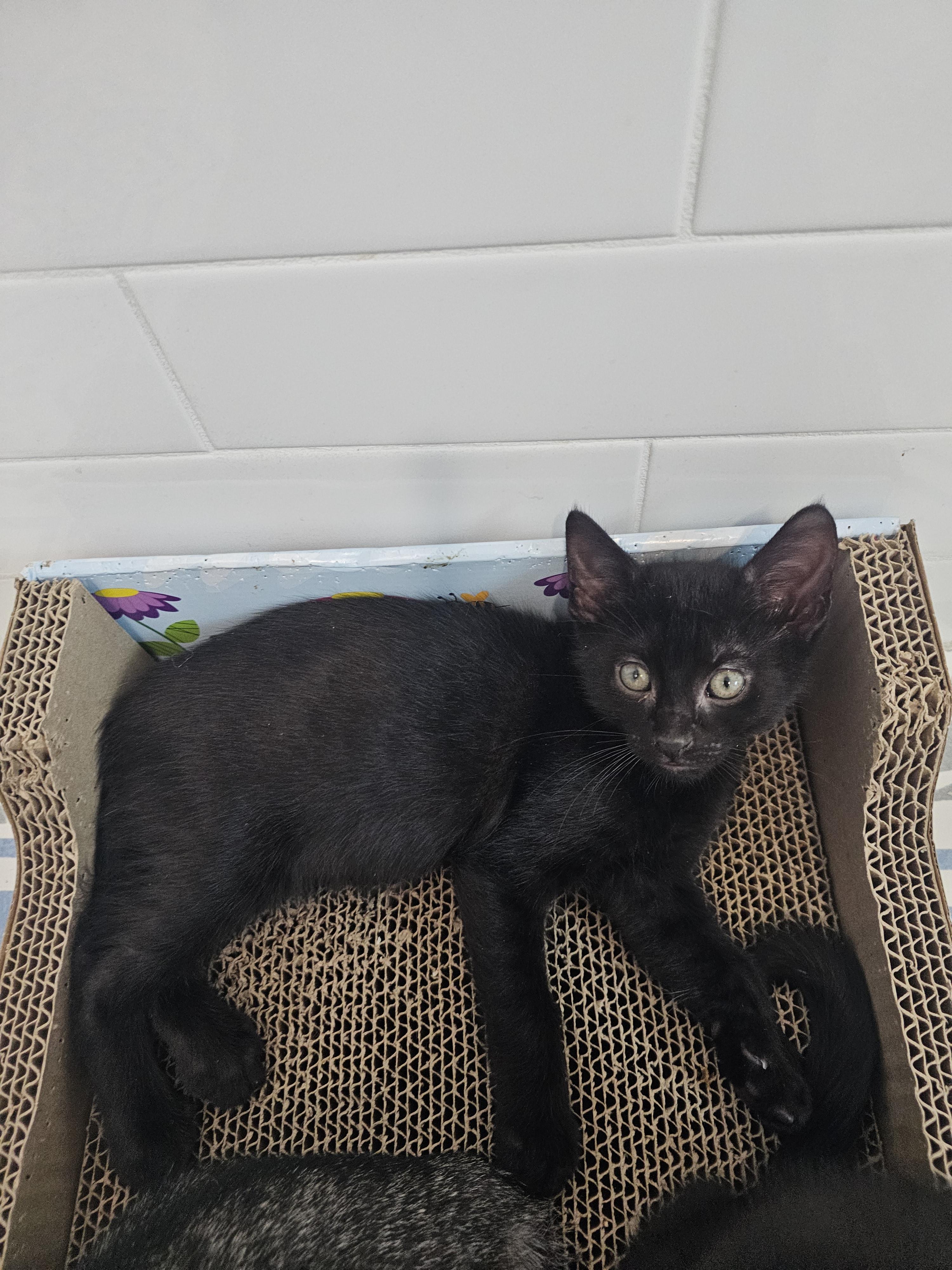Enlarge Ronno, a Adoptable mixed breed in St Petersburg, FL image 3/6