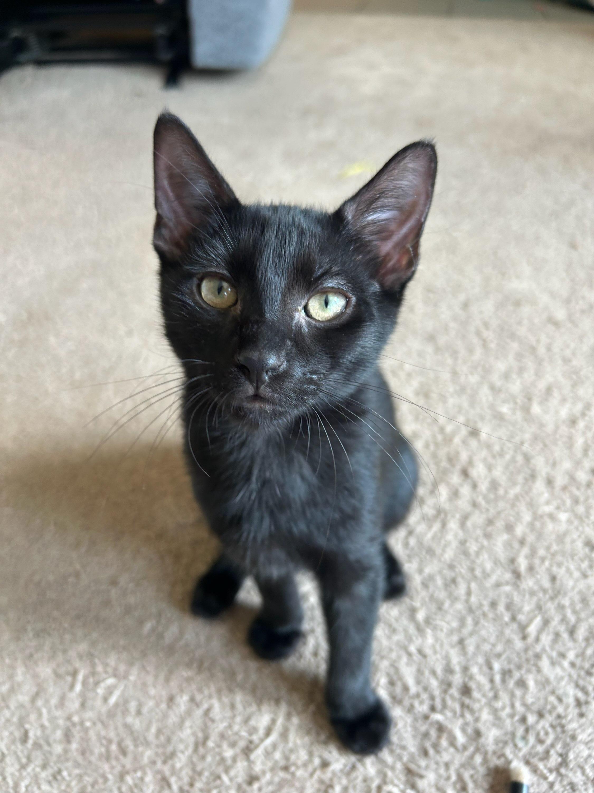 Enlarge Ronno, a Adoptable mixed breed in St Petersburg, FL image 4/6