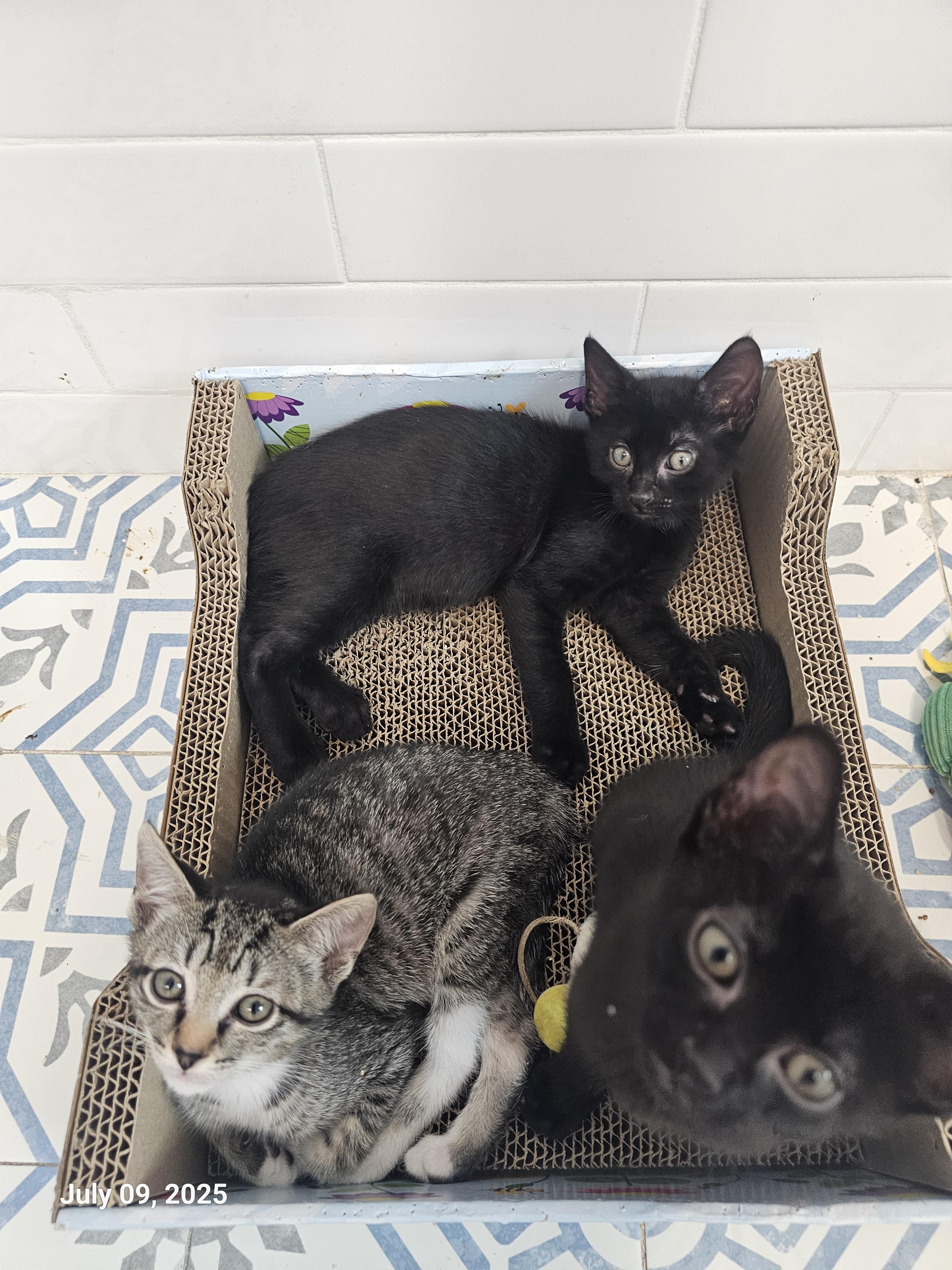 Ronno — thumbnail 6