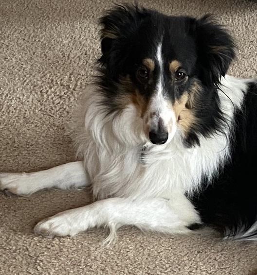 Enlarge Shelties, a Adoptable Shetland Sheepdog / Sheltie in Circle Pines, MN image 3/3