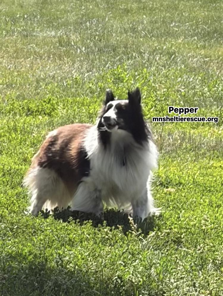 Shelties, Adoptable, Adult Female Shetland Sheepdog / Sheltie.