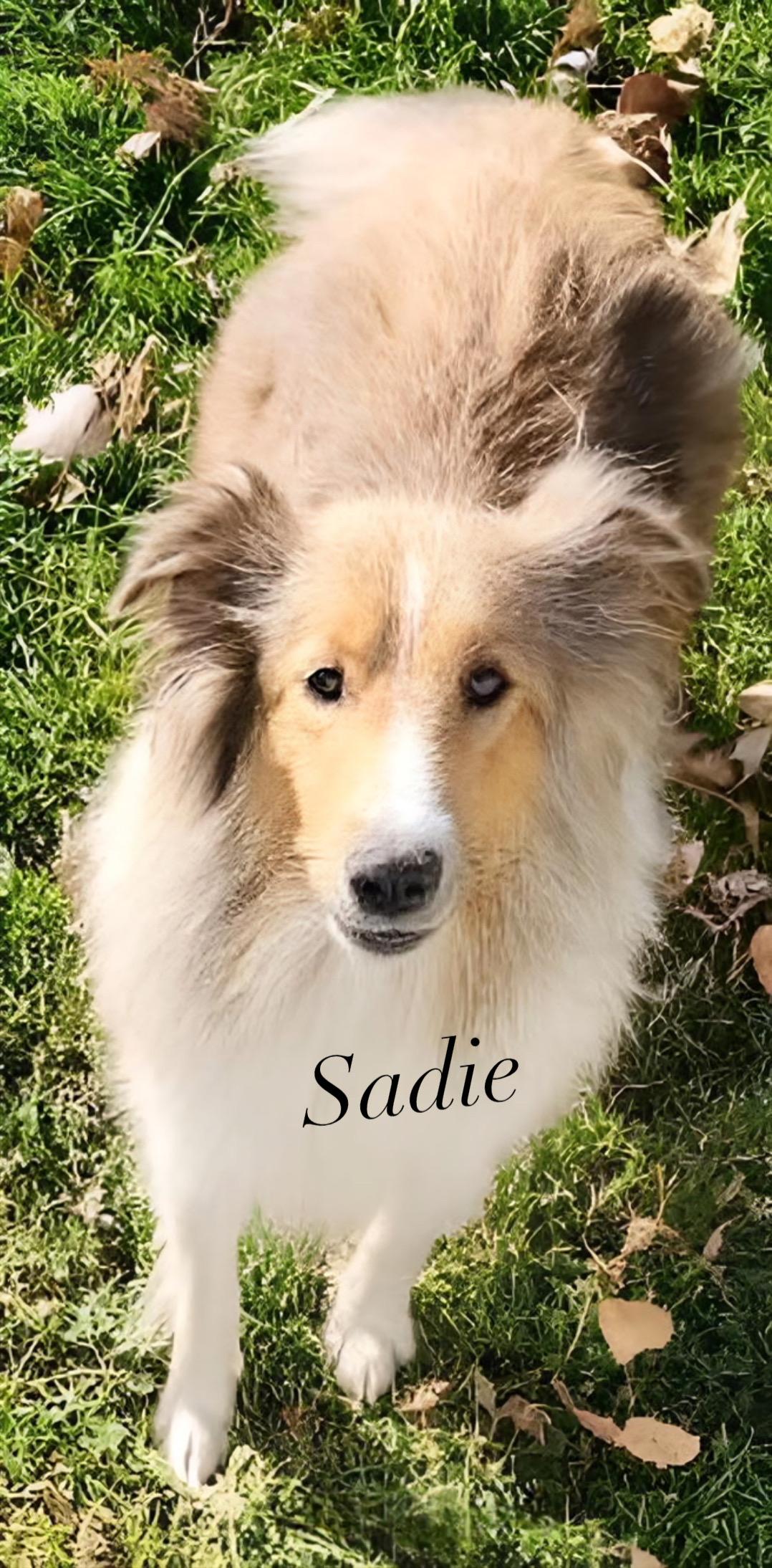 Enlarge Shelties, a Adoptable Shetland Sheepdog / Sheltie in Circle Pines, MN image 2/3