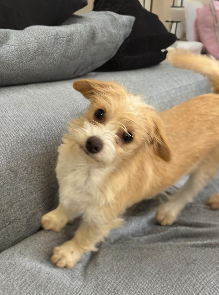 Chuy, adopted, Young Male Terrier & Maltese.