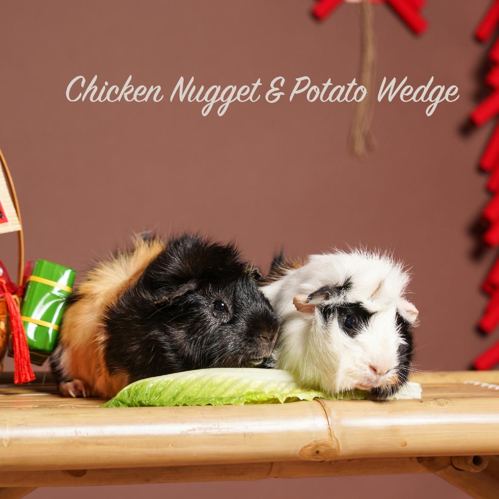 Enlarge Chicken Nugget, a Adoptable Guinea Pig in Playa Vista, CA image 2/3