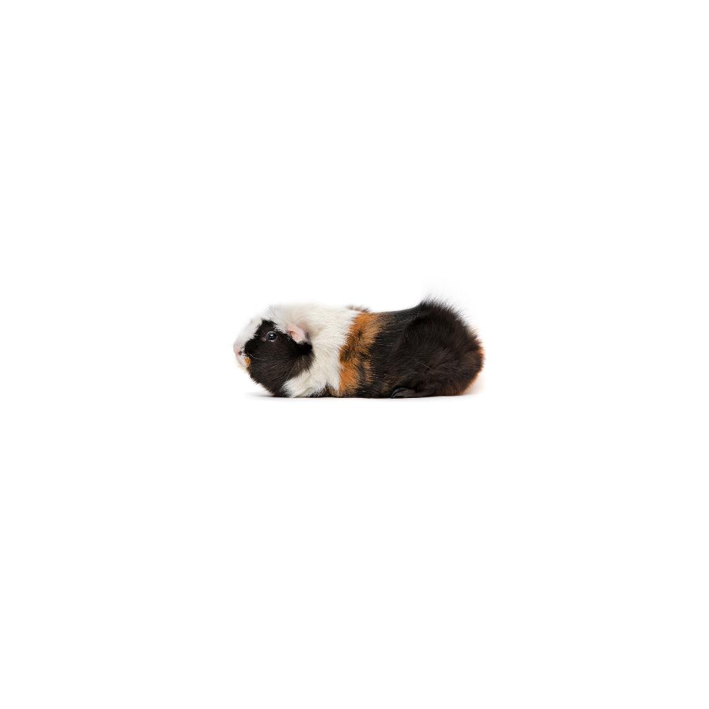 Enlarge Chicken Nugget, a Adoptable Guinea Pig in Playa Vista, CA image 3/3