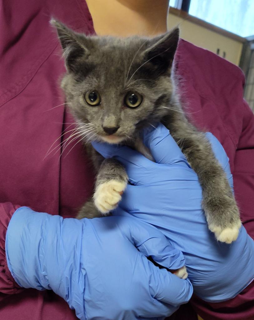 Luke, Adoptable, Kitten Male Domestic Short Hair.