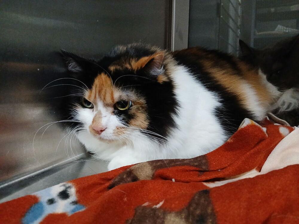 Callie, Adopted, Adult Female Calico & Domestic Long Hair.