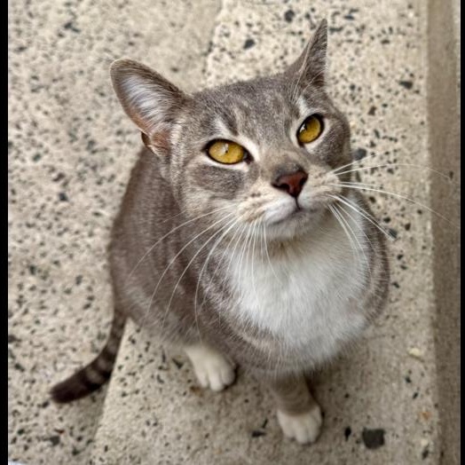 Honeybee, Adoptable, Young Female Domestic Short Hair.