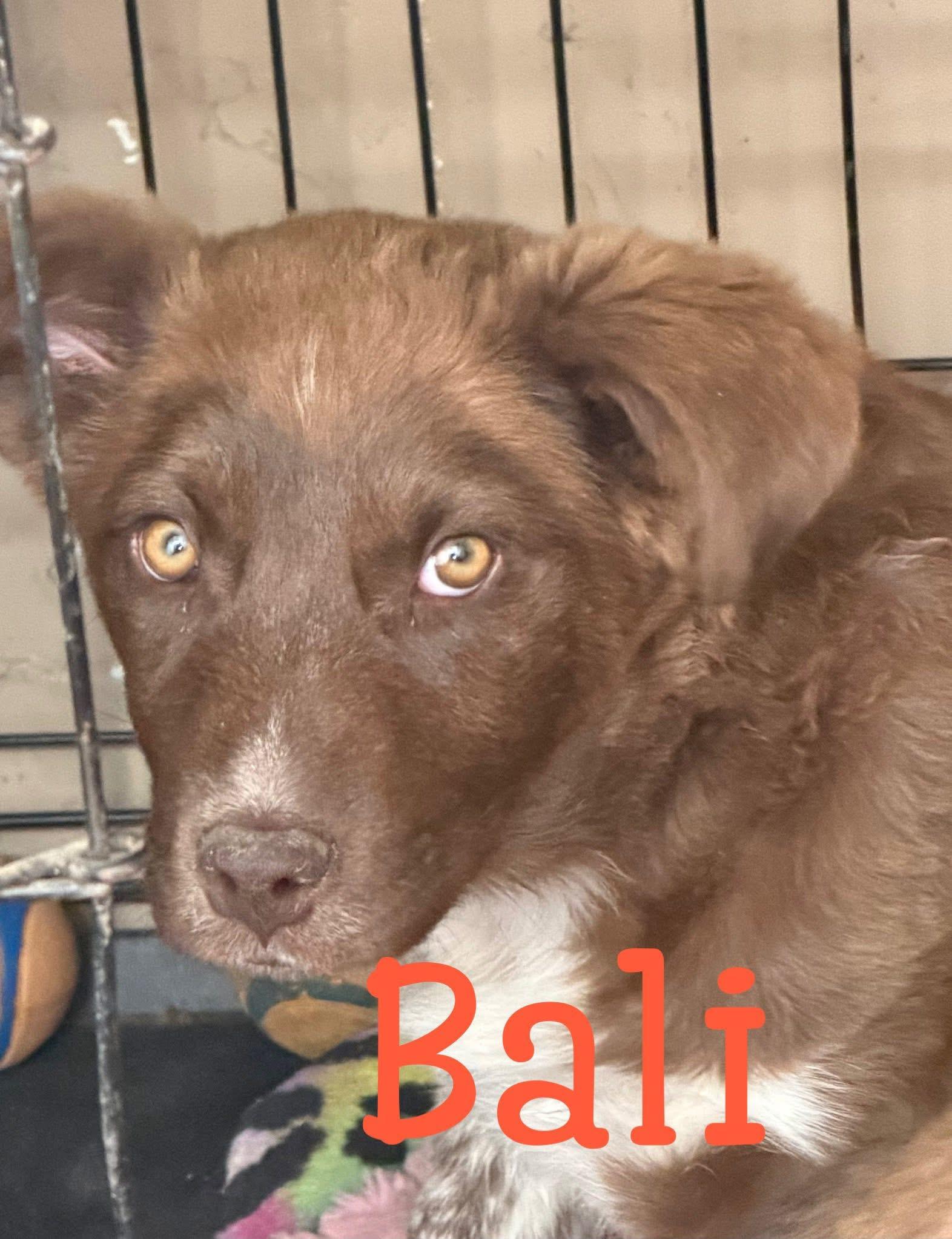 CoffeeSisters-Bali, Adoptable, Young Female Australian Cattle Dog / Blue Heeler & Border Collie.