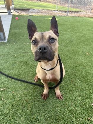 Enlarge Gunna - 2, a Adoptable mixed breed in Daytona Beach, FL image 1/2