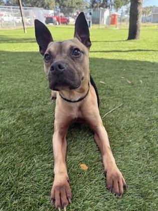 Enlarge Gunna - 2, a Adoptable mixed breed in Daytona Beach, FL image 2/2