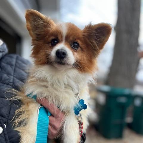 Bob, Adoptable, Senior Male Papillon.