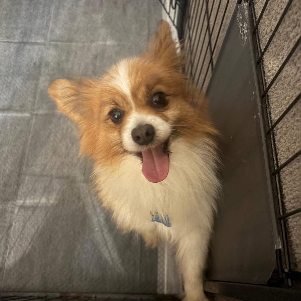 Enlarge Bob, a Adoptable Papillon in St. Charles, IL image 2/6