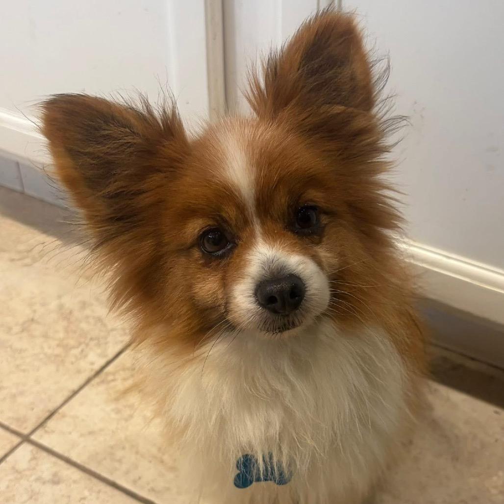 Enlarge Bob, a Adoptable Papillon in St. Charles, IL image 3/6