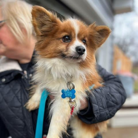 Enlarge Bob, a Adoptable Papillon in St. Charles, IL image 4/6