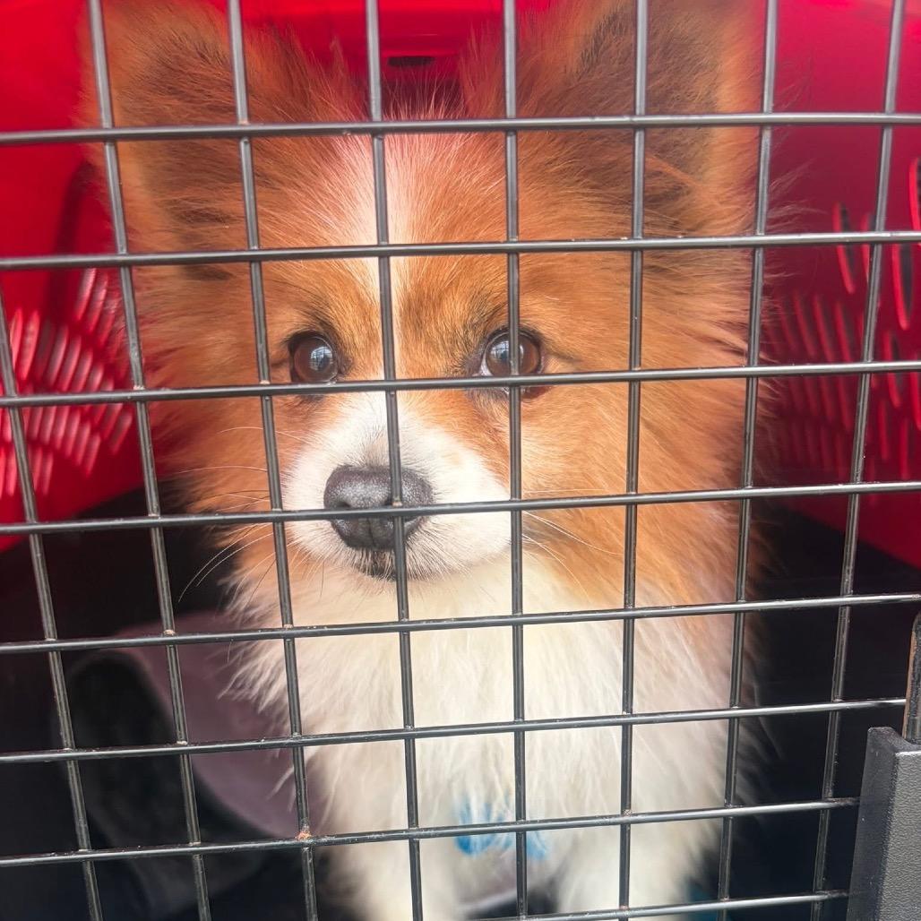 Enlarge Bob, a Adoptable Papillon in St. Charles, IL image 5/6