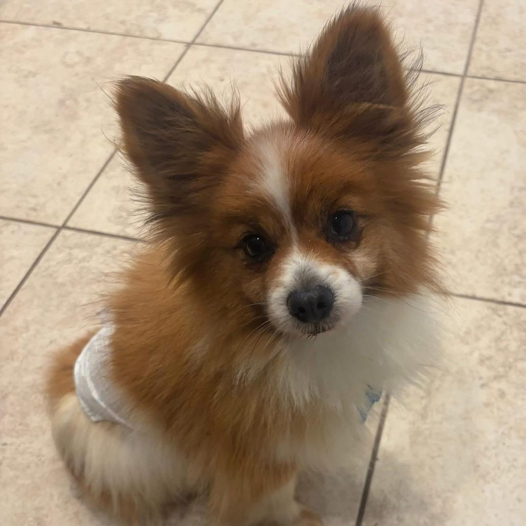 Enlarge Bob, a Adoptable Papillon in St. Charles, IL image 6/6