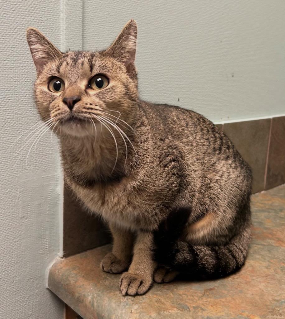 Enlarge Veronica, a ADOPTABLE Domestic Short Hair in Columbus, NE image 1/1