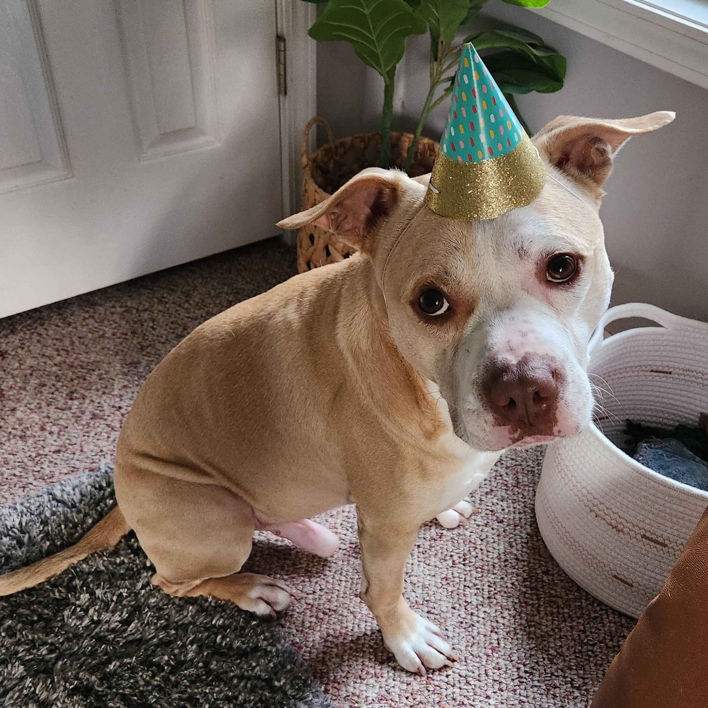 Enlarge Cecil, an adoptable mixed breed in Roswell, GA image 1/5