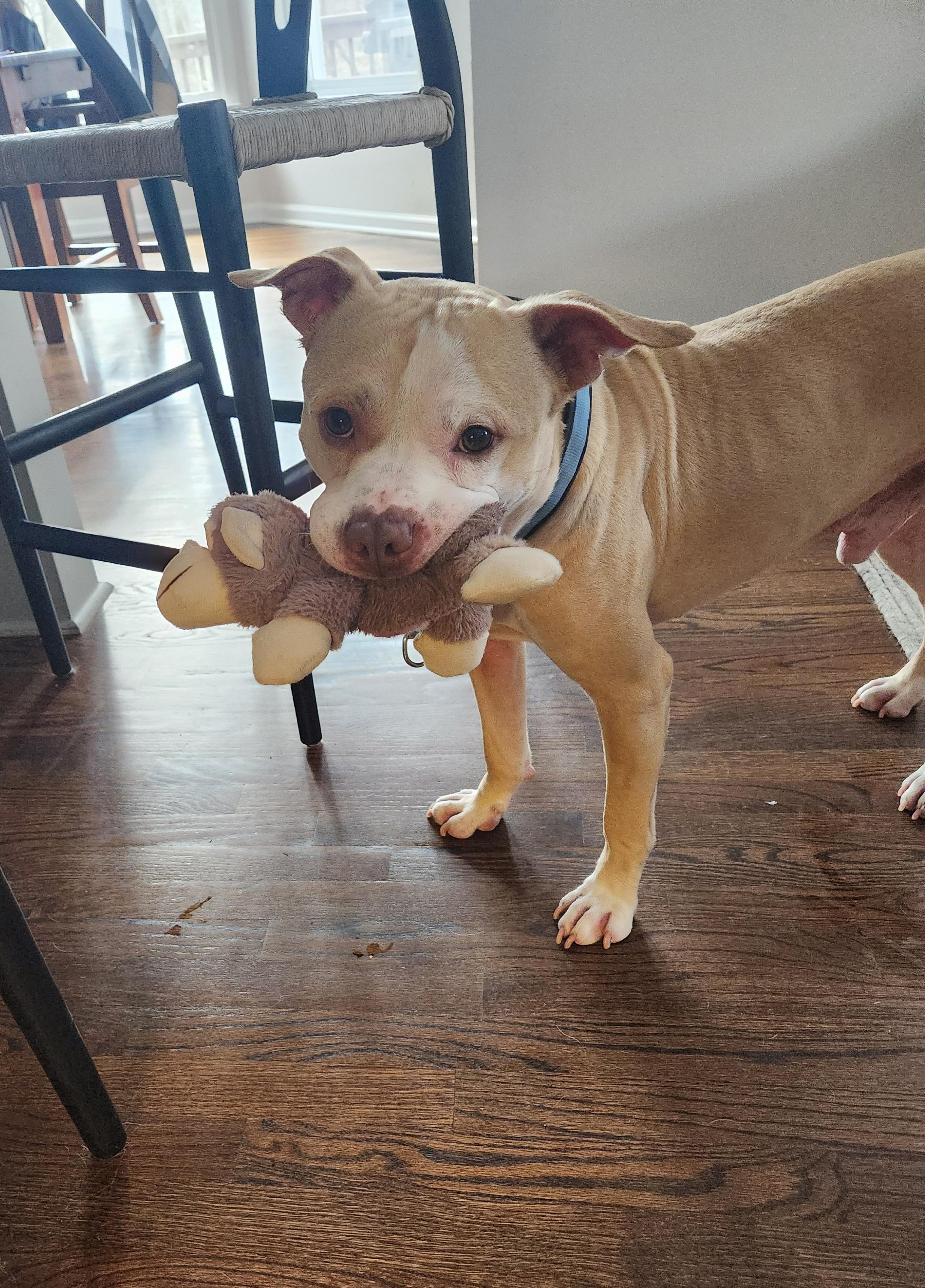 Enlarge Cecil, an adoptable mixed breed in Roswell, GA image 5/5