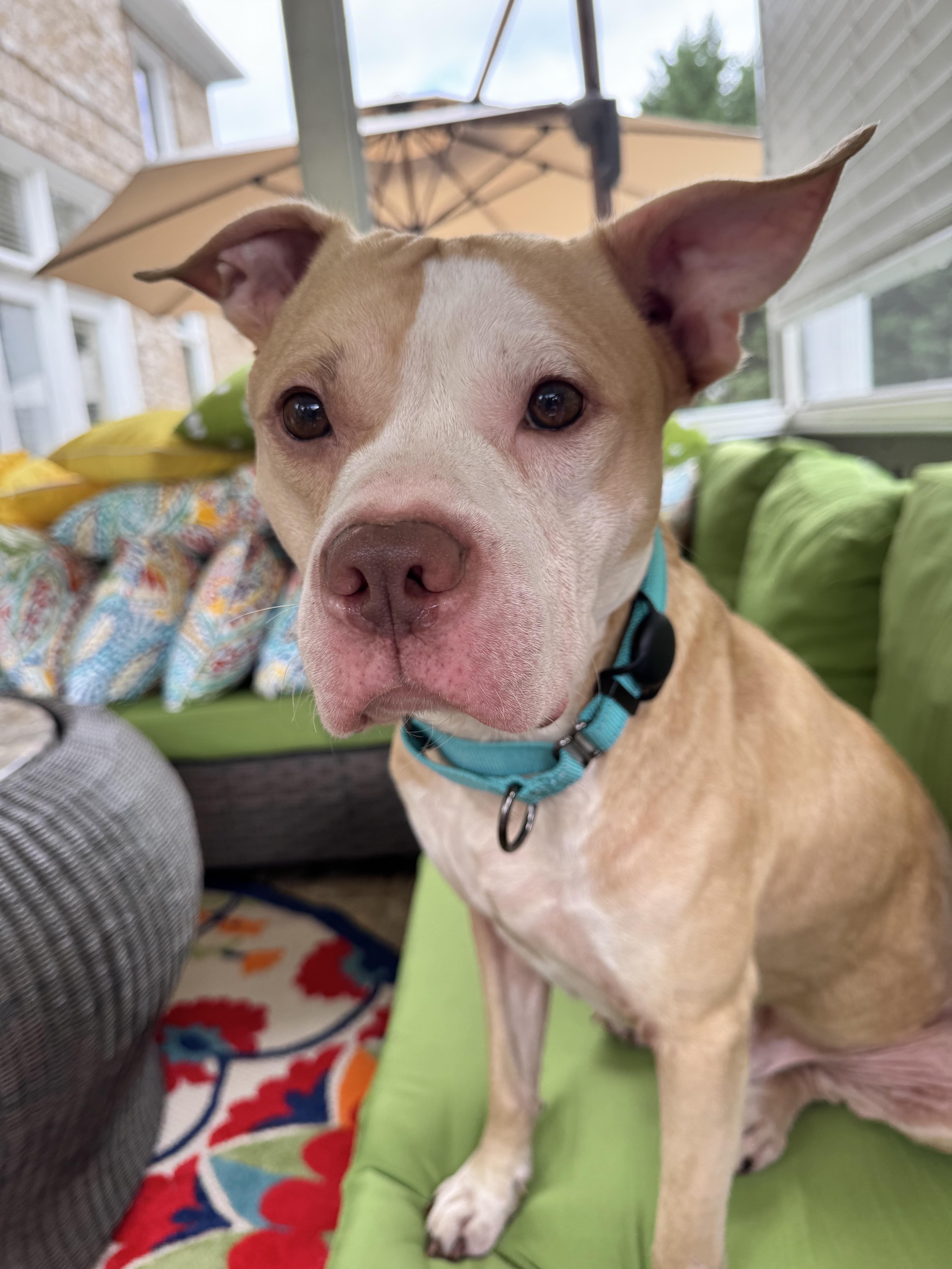 Enlarge Cecil, an adoptable Pit Bull Terrier in Roswell, GA image 2/4