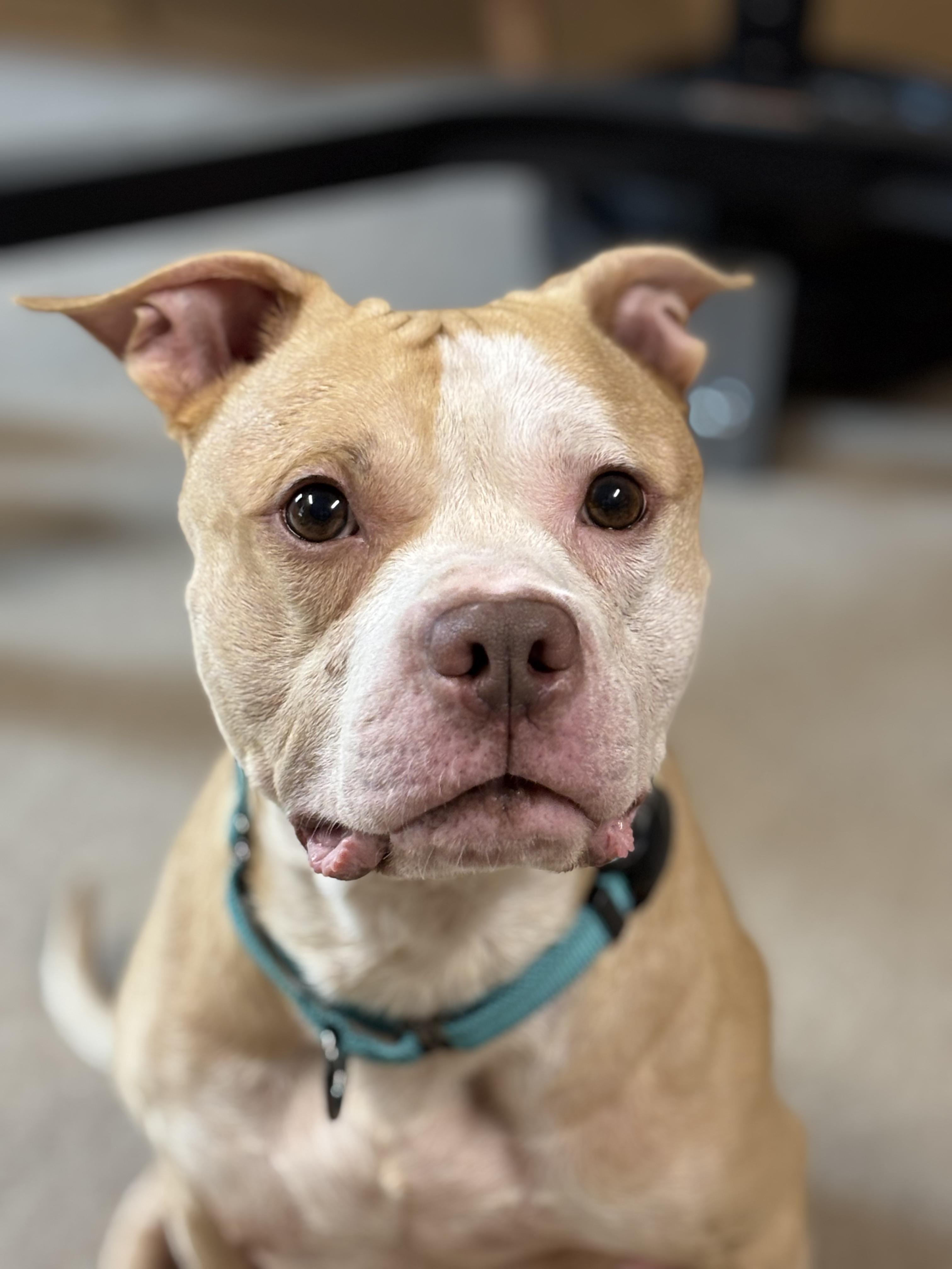 Enlarge Cecil, an adoptable Pit Bull Terrier in Roswell, GA image 3/4