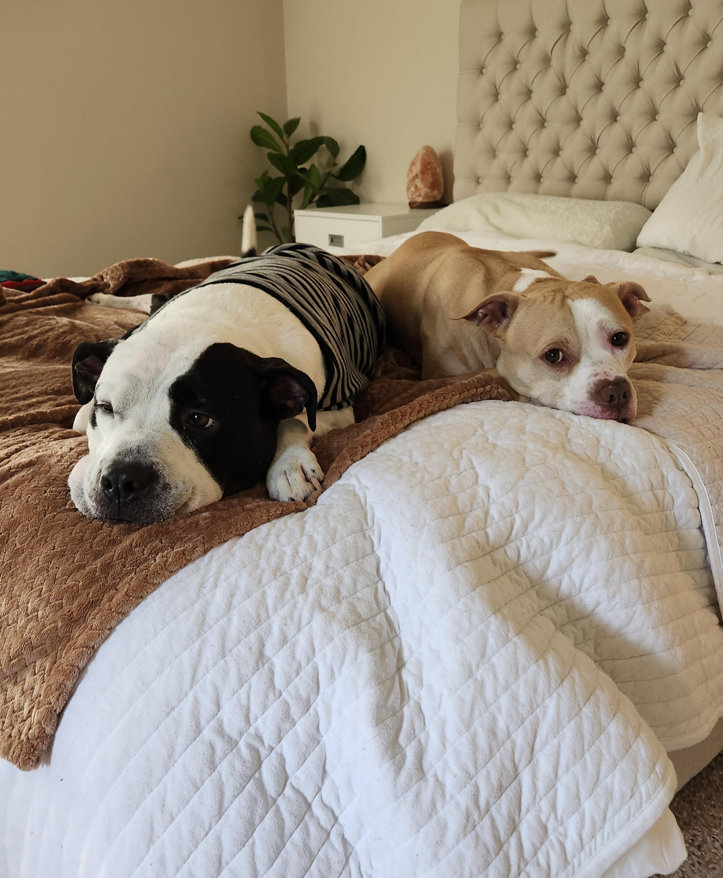 Enlarge Cecil, an adoptable mixed breed in Roswell, GA image 3/5