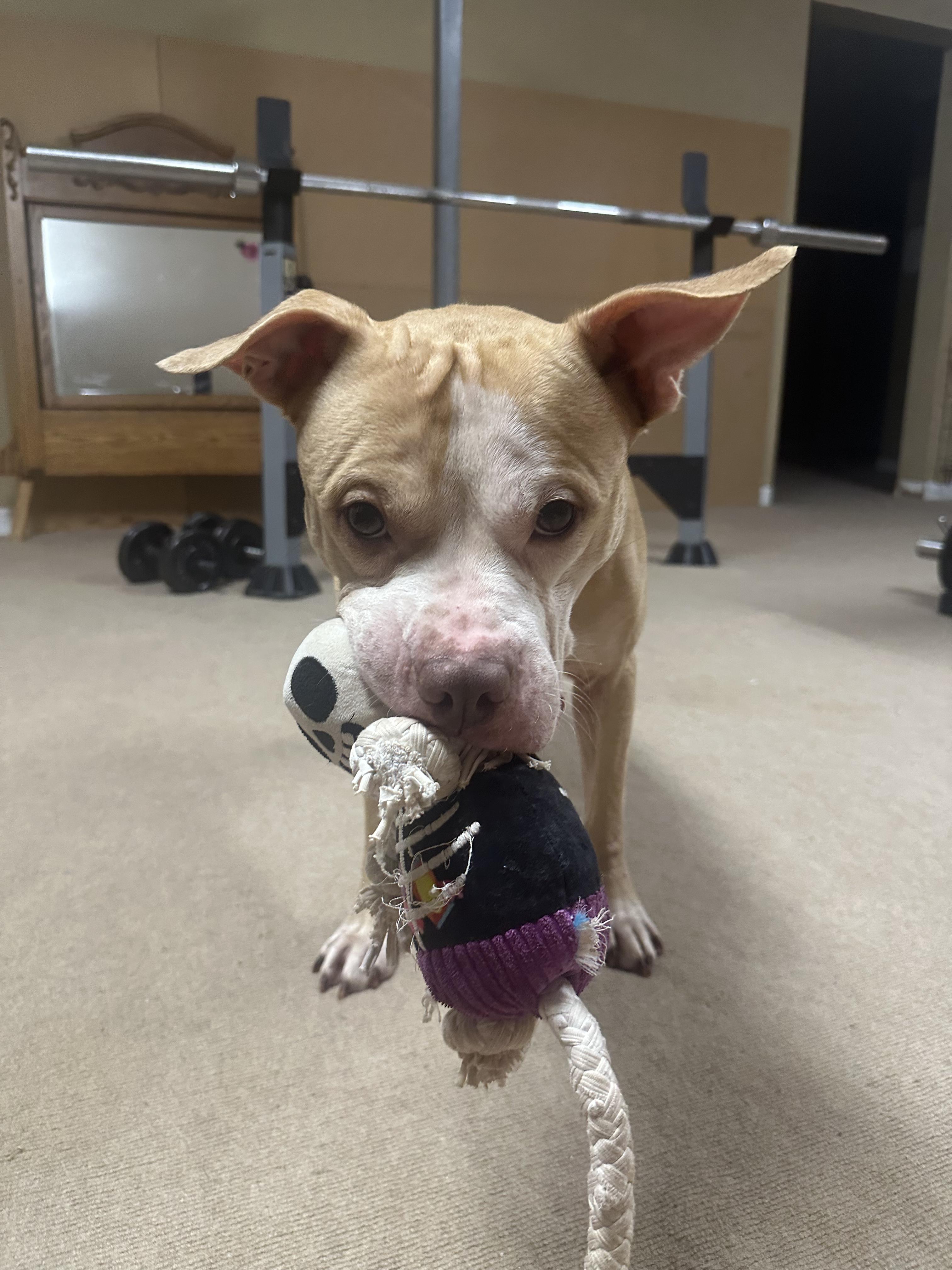 Enlarge Cecil, an adoptable Pit Bull Terrier in Roswell, GA image 4/4