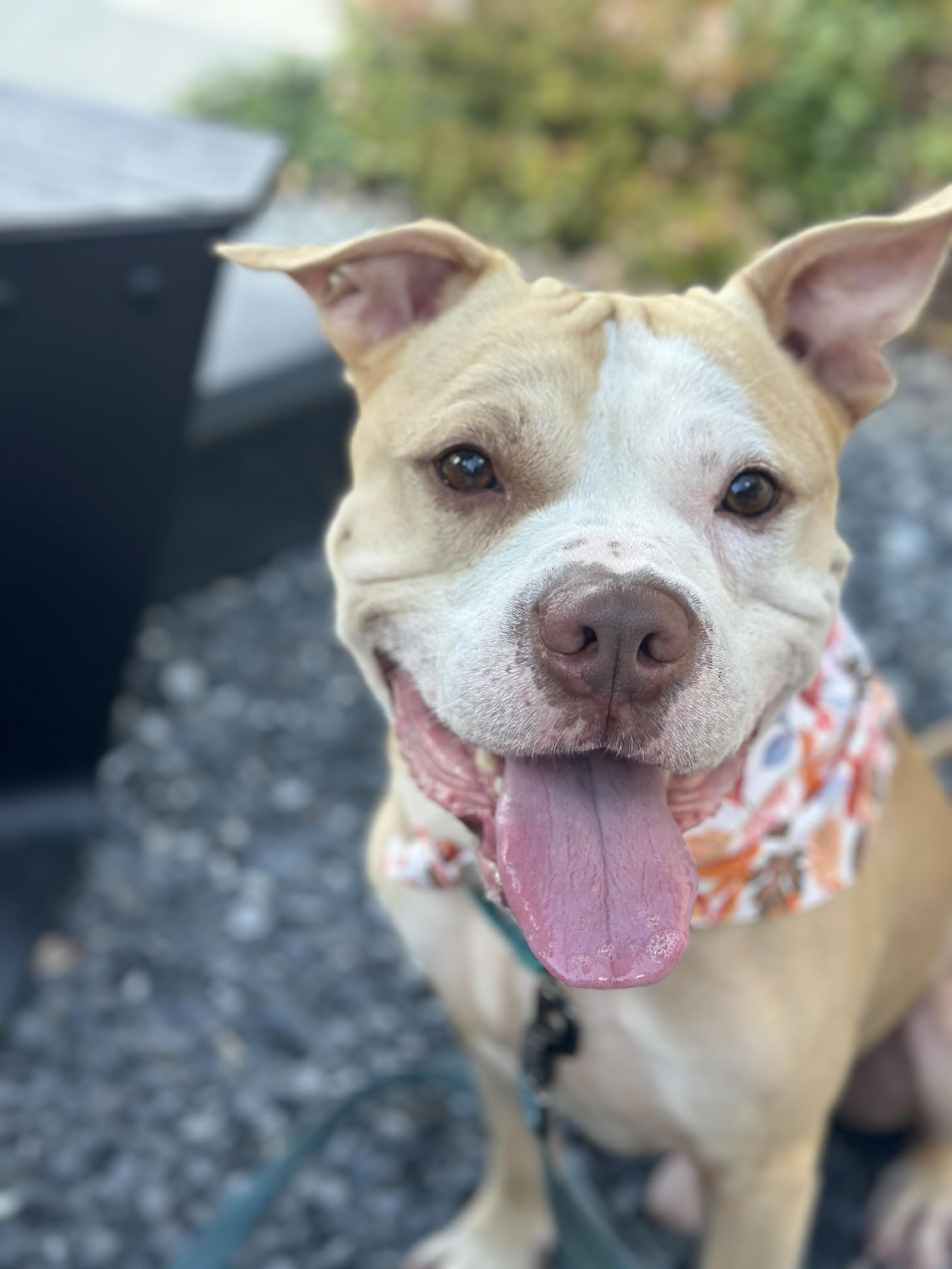 Cecil, adoptable, Adult Male Pit Bull Terrier.