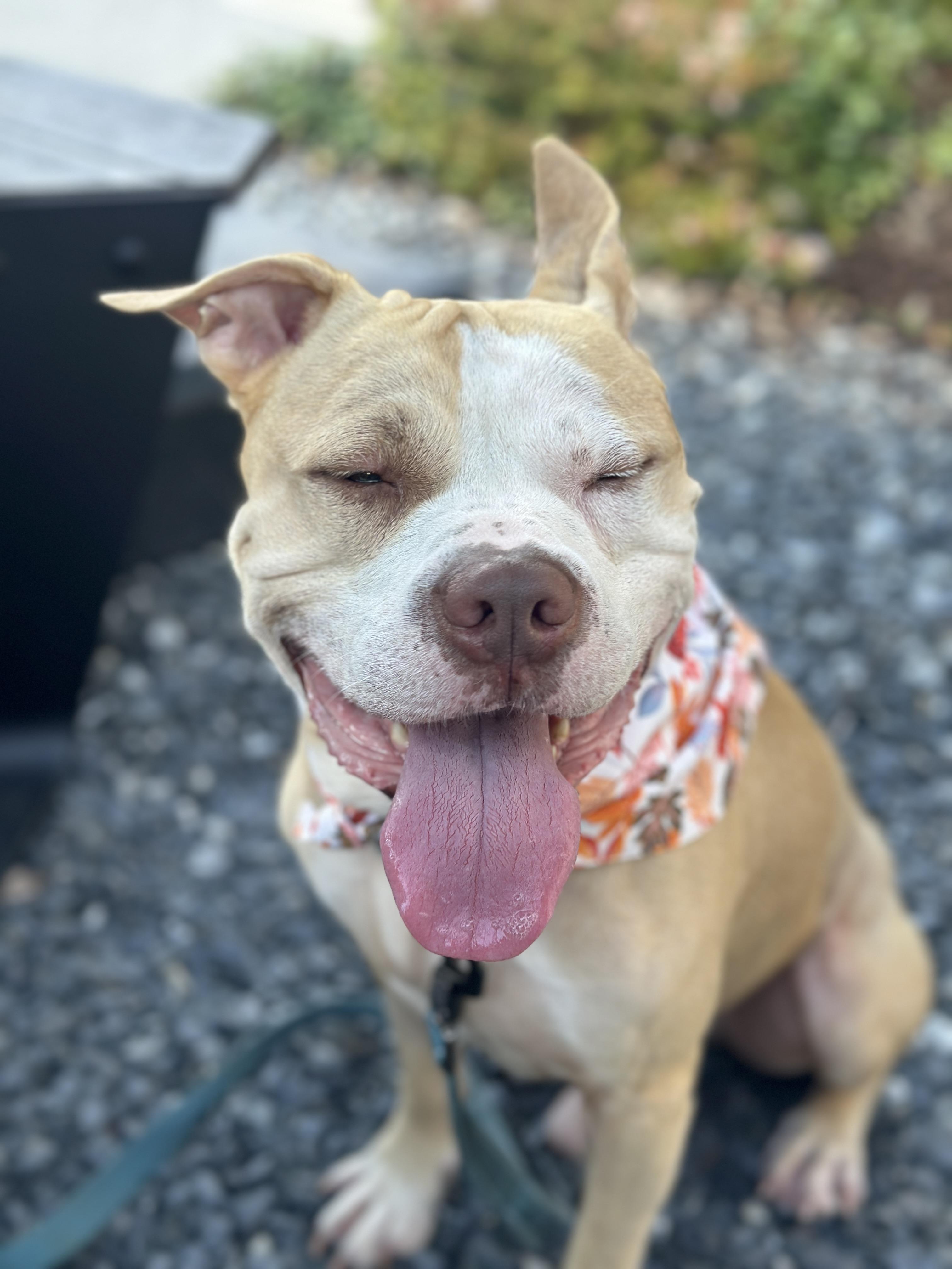 Cecil, adoptable, Adult Male Pit Bull Terrier & American Staffordshire Terrier.