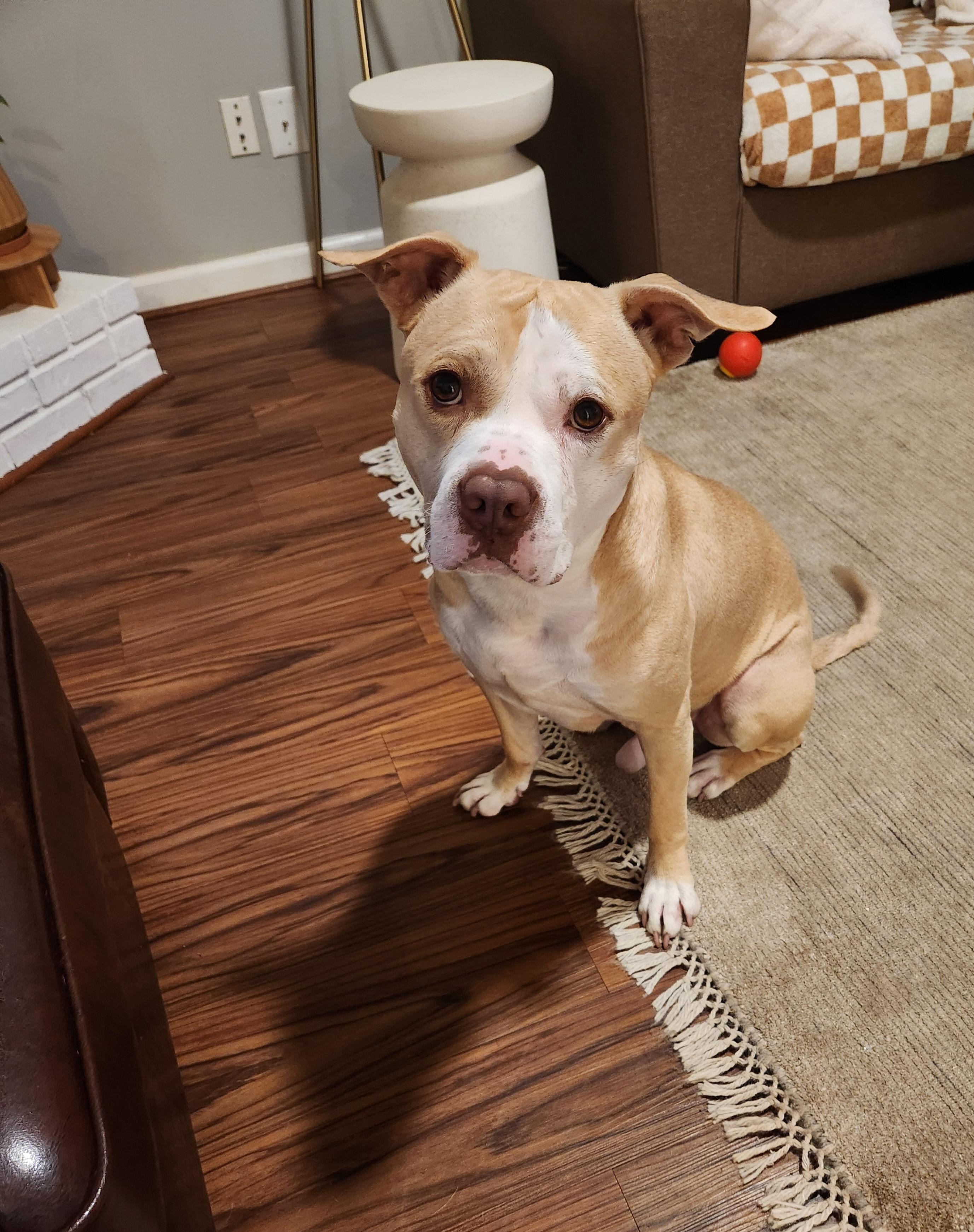 Enlarge Cecil, an adoptable mixed breed in Roswell, GA image 4/5