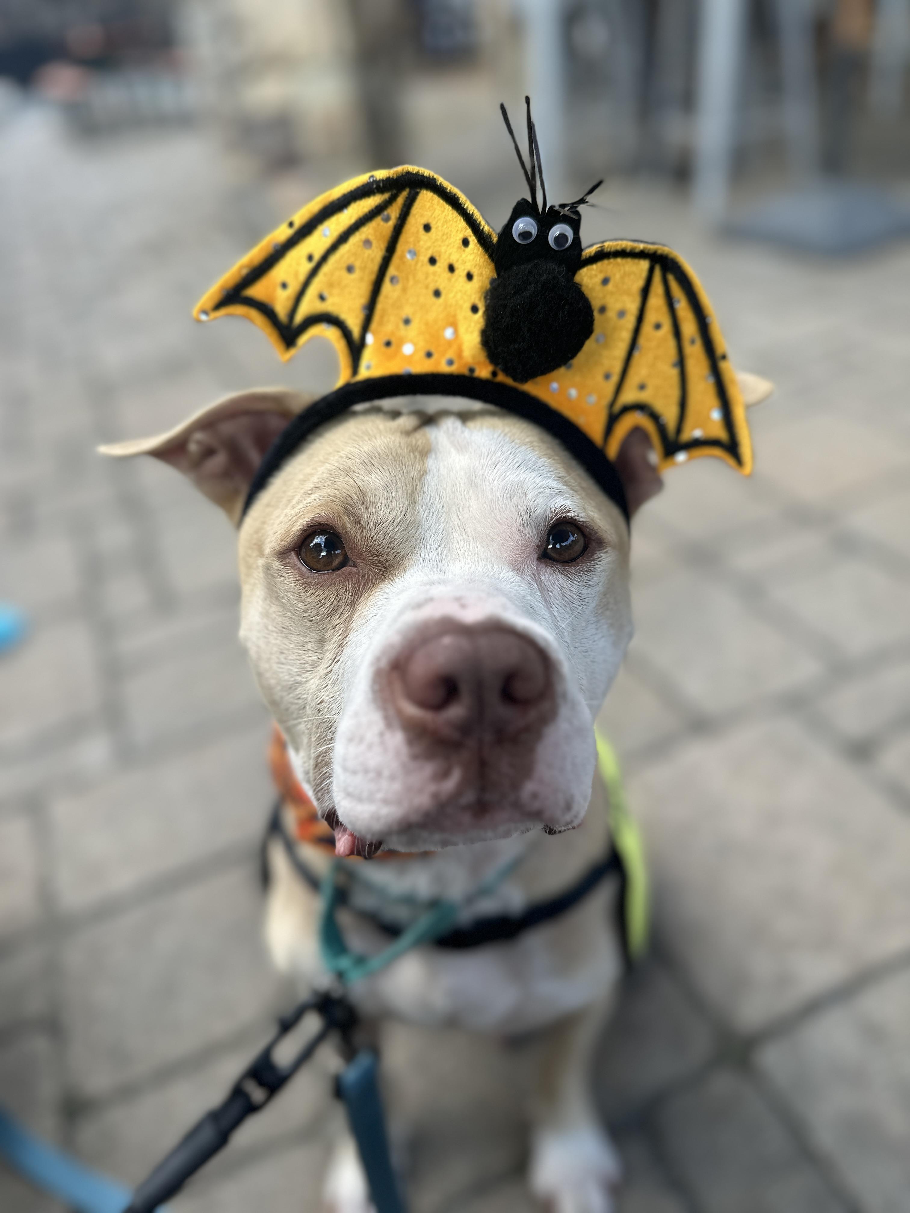 Cecil, adoptable, Adult Male Pit Bull Terrier & American Staffordshire Terrier.