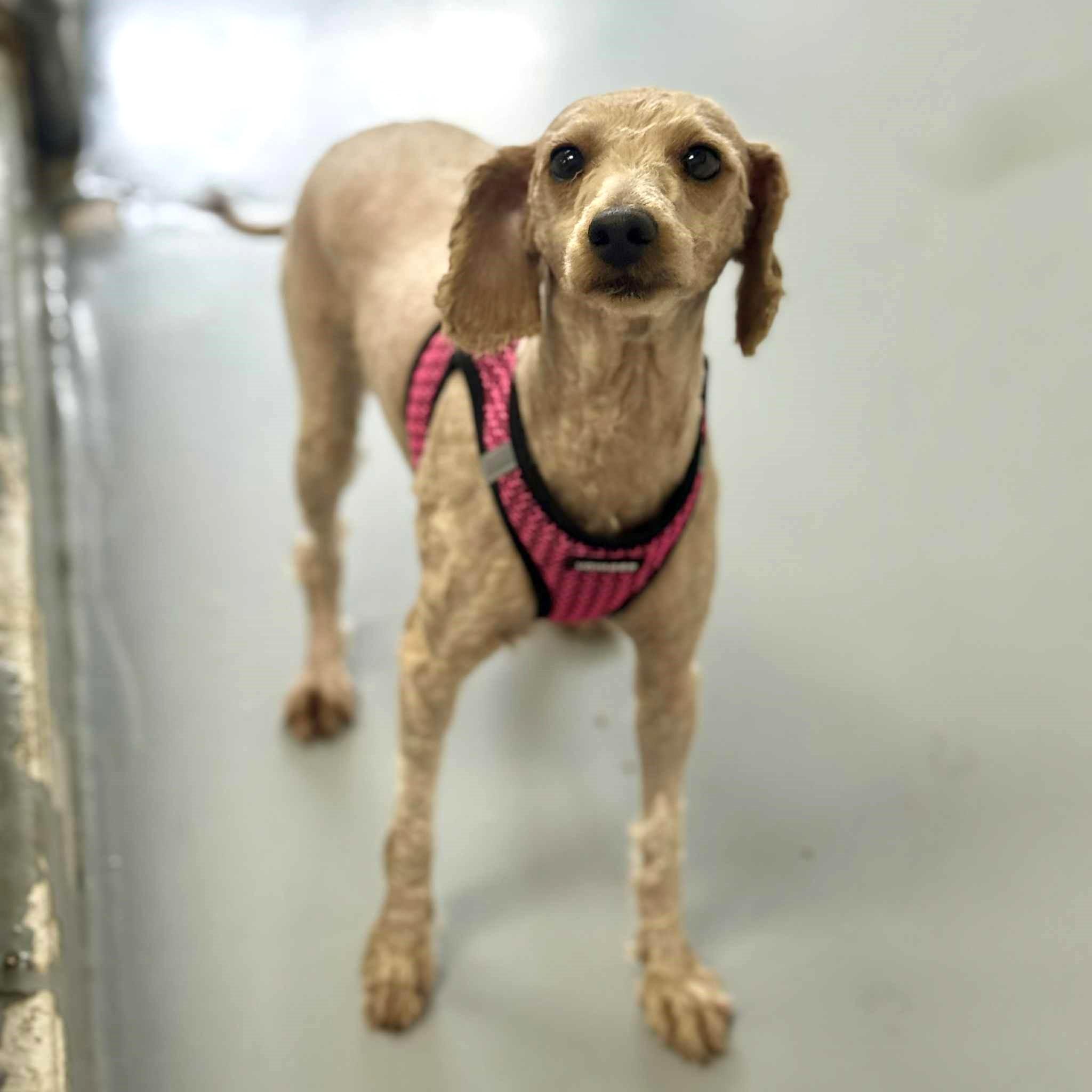 Enlarge Cabbage Patch, a Adoptable Mixed Breed in Adrian, MI image 1/1