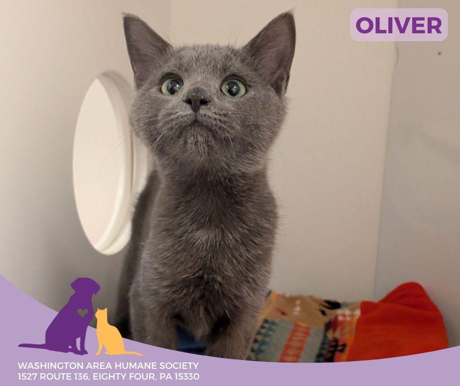 Oliver, adopted, Kitten Male Domestic Short Hair.