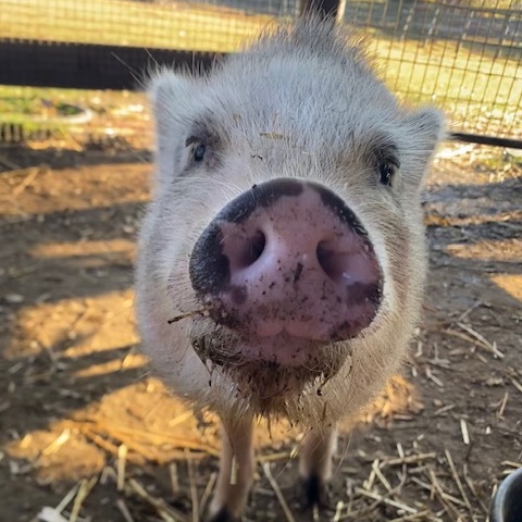 Buttercup, a Adoptable Pot Bellied in Norwalk, CT image 3/3